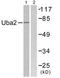 SUMO-activating enzyme subunit 2 antibody, TA312879, Origene, Western Blot image 