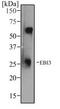 Epstein-Barr Virus Induced 3 antibody, TA336879, Origene, Western Blot image 