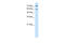 Proline Dehydrogenase 2 antibody, ARP41621_P050, Aviva Systems Biology, Western Blot image 