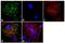Adenosine A1 Receptor antibody, PA3-041, Invitrogen Antibodies, Immunofluorescence image 