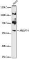Angiopoietin 4 antibody, 13-743, ProSci, Western Blot image 