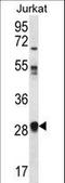 Olfactory Receptor Family 11 Subfamily L Member 1 antibody, LS-C163145, Lifespan Biosciences, Western Blot image 