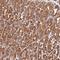 Nudix Hydrolase 12 antibody, HPA045449, Atlas Antibodies, Immunohistochemistry frozen image 