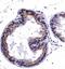 Heat Shock Protein 90 Alpha Family Class B Member 1 antibody, NBP1-77561, Novus Biologicals, Immunohistochemistry paraffin image 