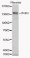 Integrin Subunit Beta 3 antibody, abx000906, Abbexa, Western Blot image 
