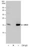 Ubiquitin Conjugating Enzyme E2 I antibody, PA5-78212, Invitrogen Antibodies, Immunoprecipitation image 