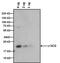  antibody, MIH9805, Invitrogen Antibodies, Western Blot image 