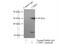 Ribeye antibody, 10346-1-AP, Proteintech Group, Immunoprecipitation image 