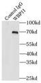 WW Domain Binding Protein 11 antibody, FNab09473, FineTest, Immunoprecipitation image 