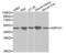 Aldo-Keto Reductase Family 1 Member A1 antibody, abx000991, Abbexa, Western Blot image 