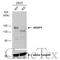 A-Kinase Anchoring Protein 1 antibody, GTX102578, GeneTex, Western Blot image 