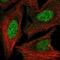 Homeobox D3 antibody, PA5-66615, Invitrogen Antibodies, Immunofluorescence image 