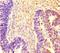 REST Corepressor 1 antibody, orb44047, Biorbyt, Immunohistochemistry paraffin image 