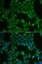 Arginyl-tRNA synthetase, cytoplasmic antibody, orb247357, Biorbyt, Immunofluorescence image 