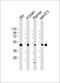 Flotillin 2 antibody, M06107-1, Boster Biological Technology, Western Blot image 