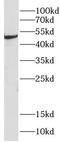 Chitinase 1 antibody, FNab01651, FineTest, Western Blot image 