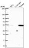 Family With Sequence Similarity 155 Member A antibody, HPA058768, Atlas Antibodies, Western Blot image 