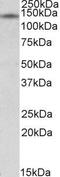 Nuclear receptor-interacting protein 1 antibody, GTX88376, GeneTex, Western Blot image 