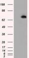 Phosphodiesterase 4A antibody, NBP2-02559, Novus Biologicals, Western Blot image 