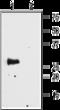 Aquaporin 4 antibody, GTX57734, GeneTex, Western Blot image 