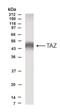 WW Domain Containing Transcription Regulator 1 antibody, NB600-220, Novus Biologicals, Western Blot image 