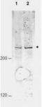 APC1 antibody, TA319500, Origene, Western Blot image 