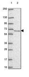 Target Of EGR1, Exonuclease antibody, PA5-64401, Invitrogen Antibodies, Western Blot image 