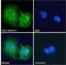 Neutral cholesterol ester hydrolase 1 antibody, NBP2-76805, Novus Biologicals, Immunofluorescence image 