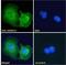 Neutral Cholesterol Ester Hydrolase 1 antibody, NBP2-76805, Novus Biologicals, Immunofluorescence image 