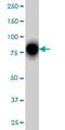 Ras Homolog Family Member T1 antibody, H00055288-M01, Novus Biologicals, Western Blot image 