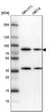 Heat Shock Protein Family A (Hsp70) Member 5 antibody, HPA038845, Atlas Antibodies, Western Blot image 