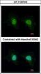 RING finger protein unkempt-like antibody, GTX120163, GeneTex, Immunofluorescence image 