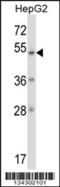 Zinc Finger Protein 207 antibody, TA324548, Origene, Western Blot image 