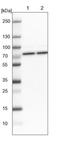Heat Shock Protein Family A (Hsp70) Member 1 Like antibody, NBP1-92012, Novus Biologicals, Western Blot image 