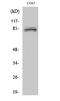 Semaphorin 4A antibody, A06779-1, Boster Biological Technology, Western Blot image 