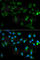 Toll Interacting Protein antibody, A2202, ABclonal Technology, Immunofluorescence image 