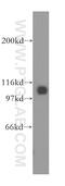 Minichromosome Maintenance Complex Component 6 antibody, 13347-2-AP, Proteintech Group, Western Blot image 