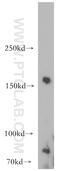 Synaptojanin-2 antibody, 13893-1-AP, Proteintech Group, Western Blot image 