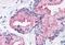 Frizzled Class Receptor 1 antibody, MBS247979, MyBioSource, Immunohistochemistry frozen image 