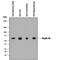 Serpin Family A Member 6 antibody, MAB3838, R&D Systems, Western Blot image 