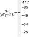 SRC-1 antibody, LS-C177952, Lifespan Biosciences, Western Blot image 