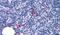AGRG3 antibody, PA5-33791, Invitrogen Antibodies, Immunohistochemistry paraffin image 