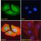 O-Linked N-Acetylglucosamine (GlcNAc) Transferase antibody, LS-B2534, Lifespan Biosciences, Immunofluorescence image 