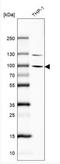 Poly(ADP-Ribose) Polymerase Family Member 8 antibody, NBP2-13733, Novus Biologicals, Western Blot image 