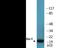 Caveolin 1 antibody, EKC2367, Boster Biological Technology, Western Blot image 