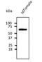 tdTomato protein antibody, LS-C340696, Lifespan Biosciences, Western Blot image 