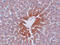Jumonji Domain Containing 7 antibody, 5385, ProSci, Immunohistochemistry frozen image 
