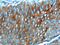 Keratin 17 antibody, 18502-1-AP, Proteintech Group, Immunohistochemistry frozen image 