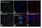 Programmed Cell Death 4 antibody, 711524, Invitrogen Antibodies, Immunofluorescence image 