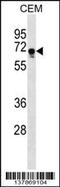 Fem-1 Homolog C antibody, 59-267, ProSci, Western Blot image 